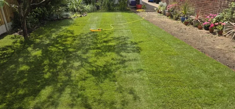 Is Your Norfolk Lawn Patchy, Weedy or Mossy? It Might Be Time for a Fresh Start