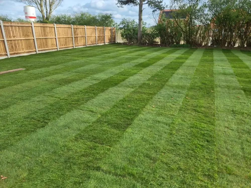 Striped new lawn laid in a Norfolk garden