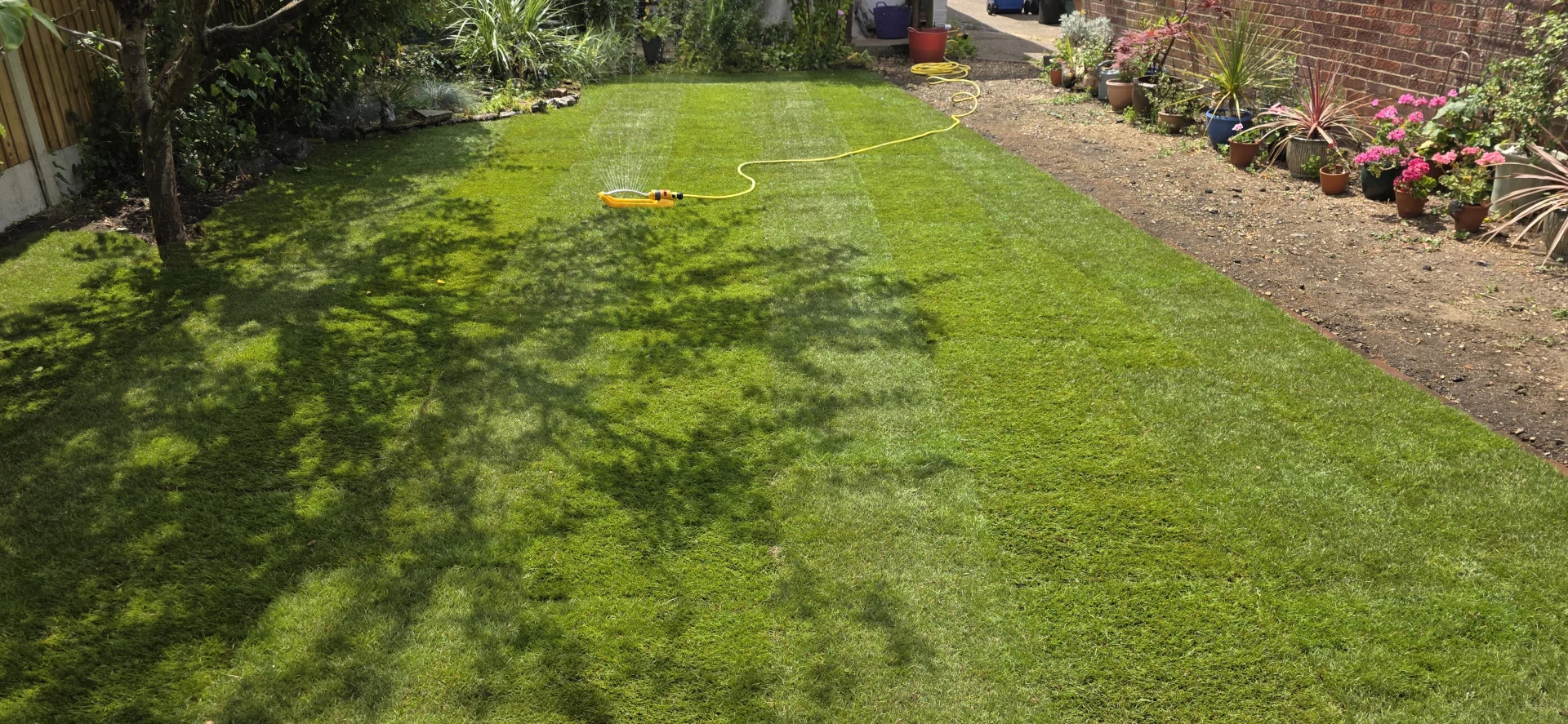 Established lawn after seeding