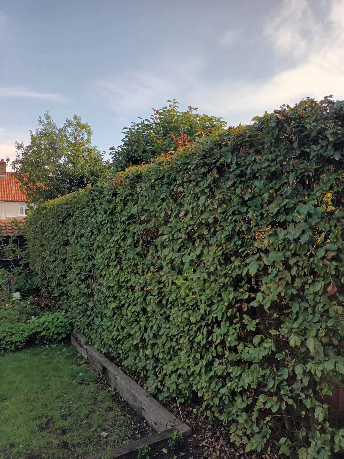 Garden boundary hedge trimming